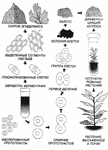 Схема микроклонального размножения